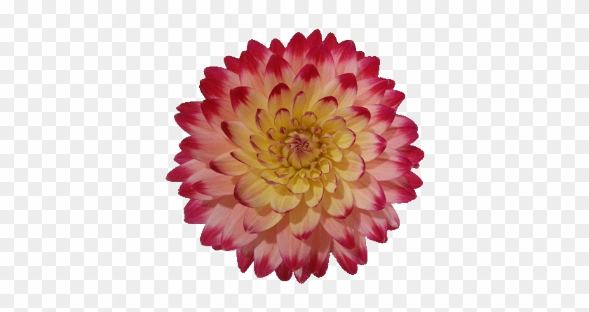 Yellow Red Flower - Dahlia #1286879