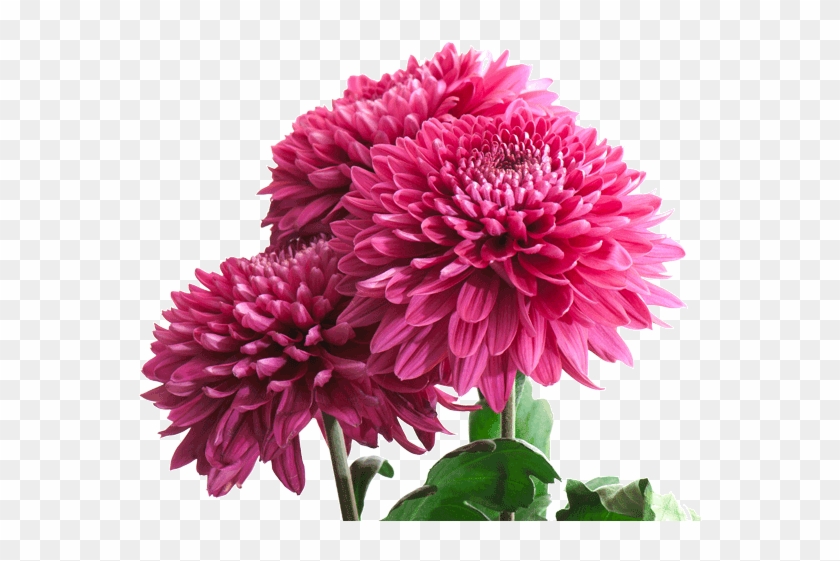 Chrysanthemum #1286886