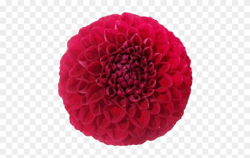 Flower Clipart - Red Dahlia #1286890