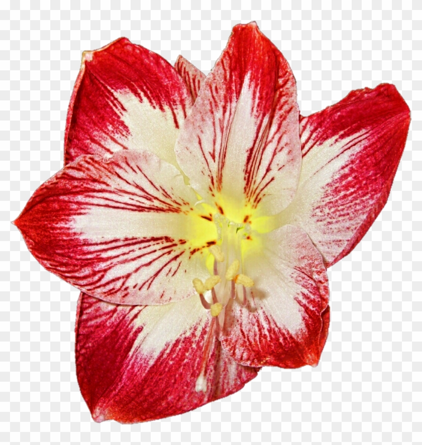 Amaryllis Flower Cliparts - Clipart Amaryllis #1286904