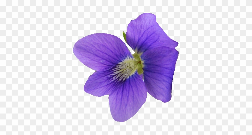 Sigma Kappa Flower - Single African Violet Flower #1286917