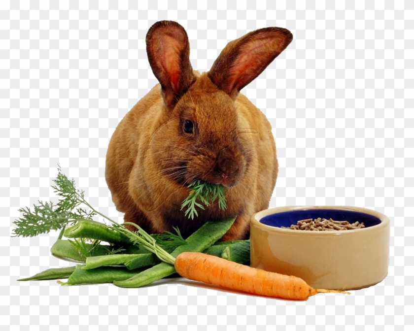 Fotos De Conejo Enano - Rabbit Eating From Bowl #1287128
