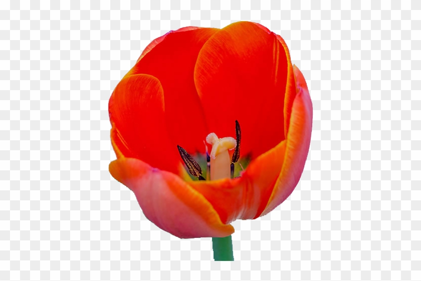 Tulipa Gesneriana Flower Wallpaper - Tulip #1287677