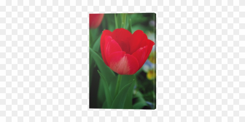 Tableau Sur Toile Triumph Tulip Tulipa Hollandia • - Sprenger's Tulip #1287682