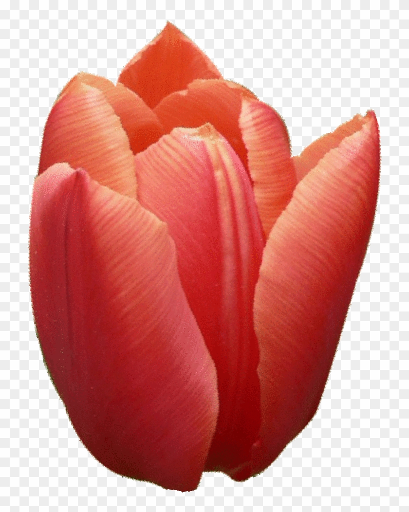 Tulipan - Flowers Coloring Pages For Kids And Adults: Coloring #1287684