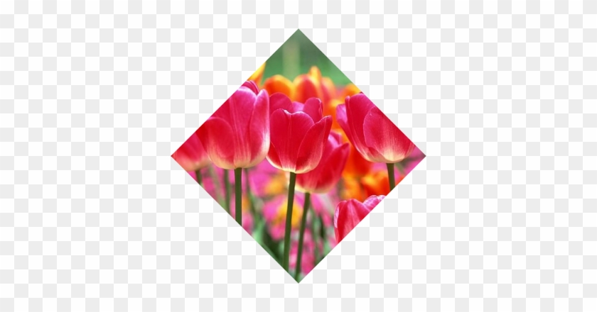 Im<br/><br/>age And Video Hosting - Diy Diamond Painting Home Craft Novelty Square Full #1287687