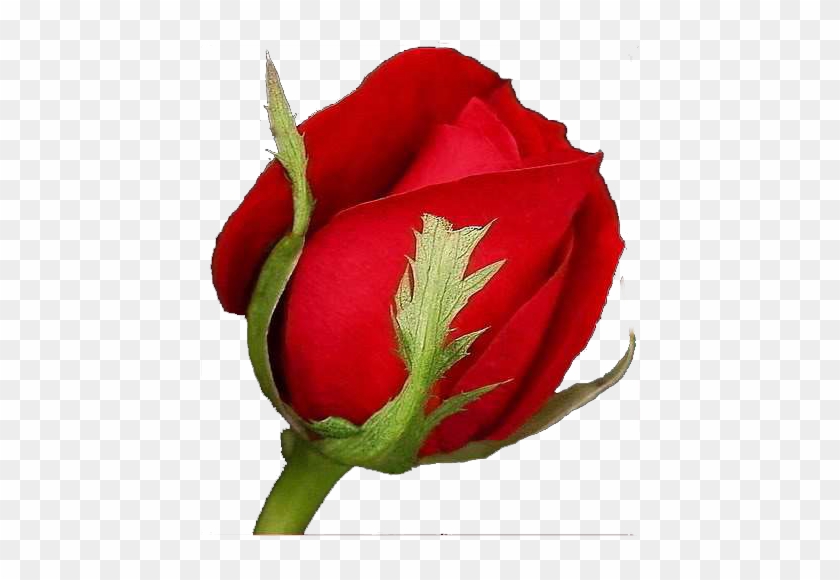 Flores Variadas - Rose #1287692