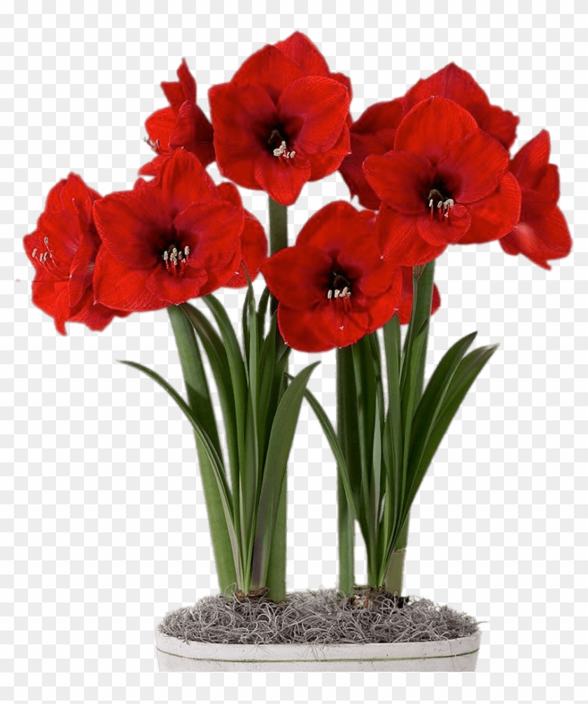 Red Amaryllis In Flower Pot - Amaryllis #1287703
