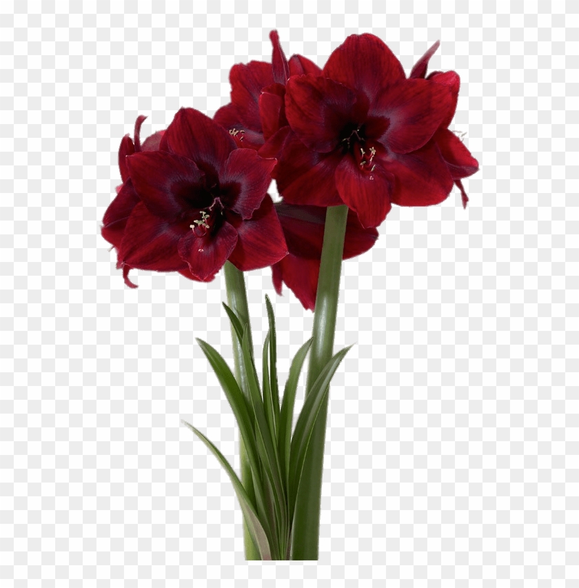 Red Pearl Amaryllis - Burgundy Amaryllis #1287706