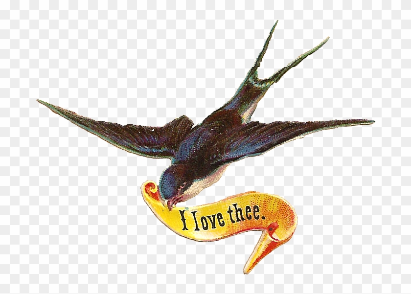 Bird Scrap I Love Thee Png - Antique Illustration Of Blue Bird #1287777