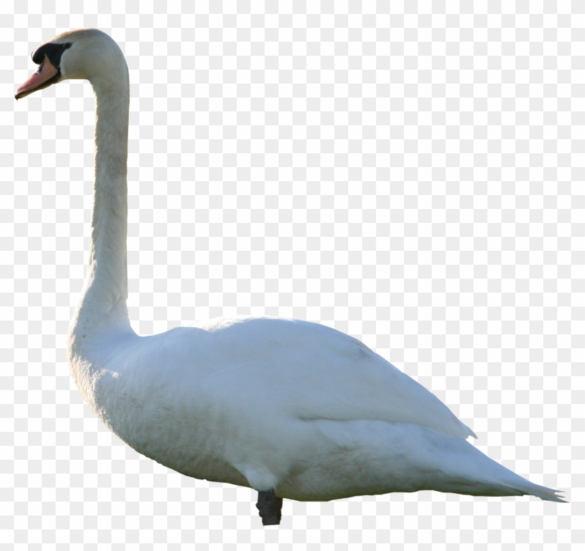 Download - Transparent Mute Swan #1287824