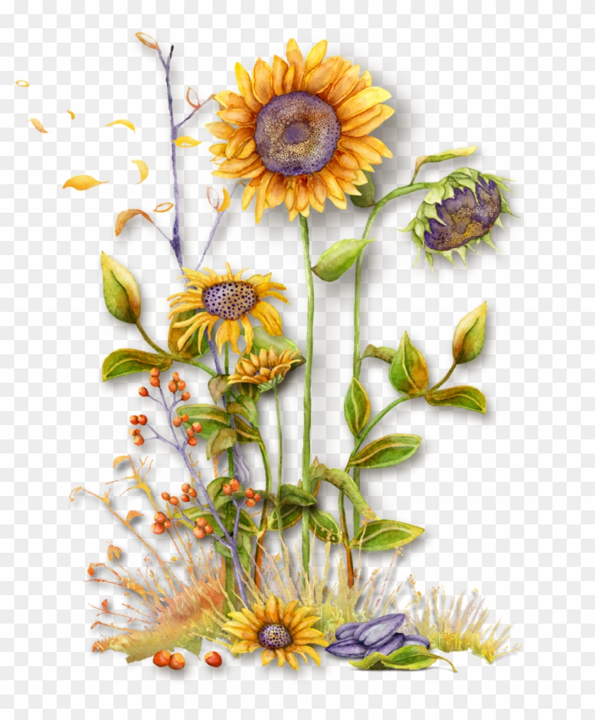 Vintage Flower Drawing - Sunflower - Free Transparent PNG Clipart ...