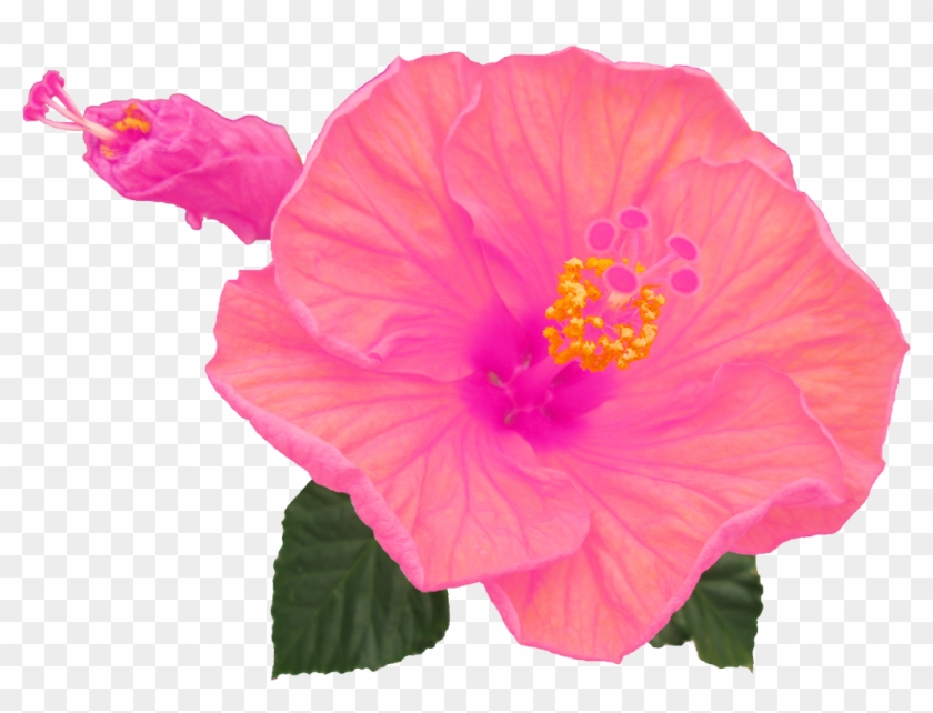 ハイビスカス3 - Hawaiian Hibiscus #1288163