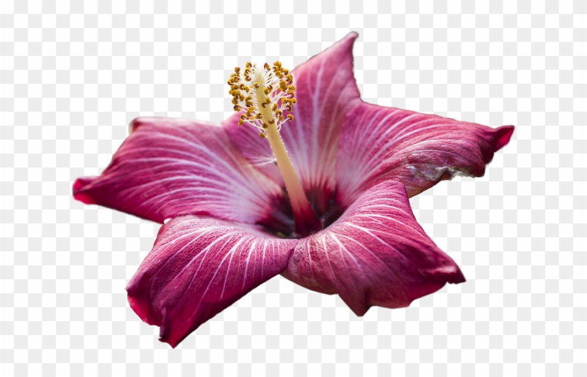 Pink And Purple Hibiscus - Flower #1288164