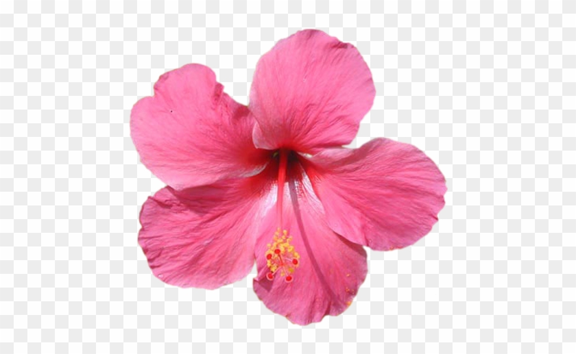 Votre Commentaire - Flor Tropical #1288177