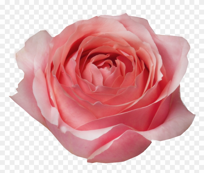 Cut Flowers #1288204