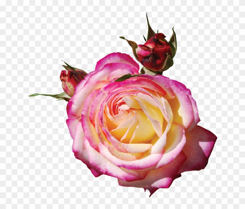 Pink Roses - Клипарты На Прозрачном Фоне Розовые Розы #1288229