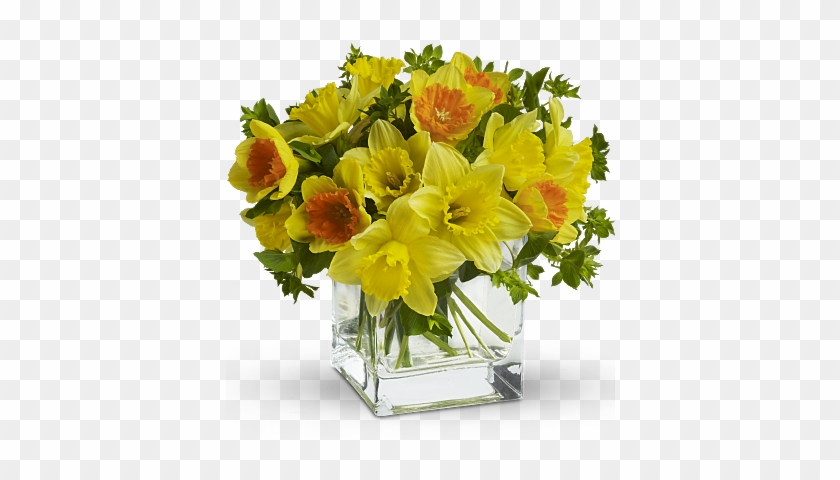 Teleflora's Daffodil Dreams - Flowers Daffodils #1288316