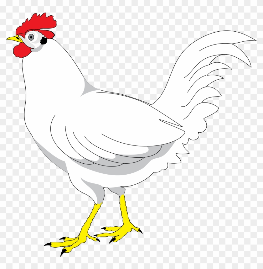 Plymouth Rock Chicken Drawing Animation - Rooster #1288440
