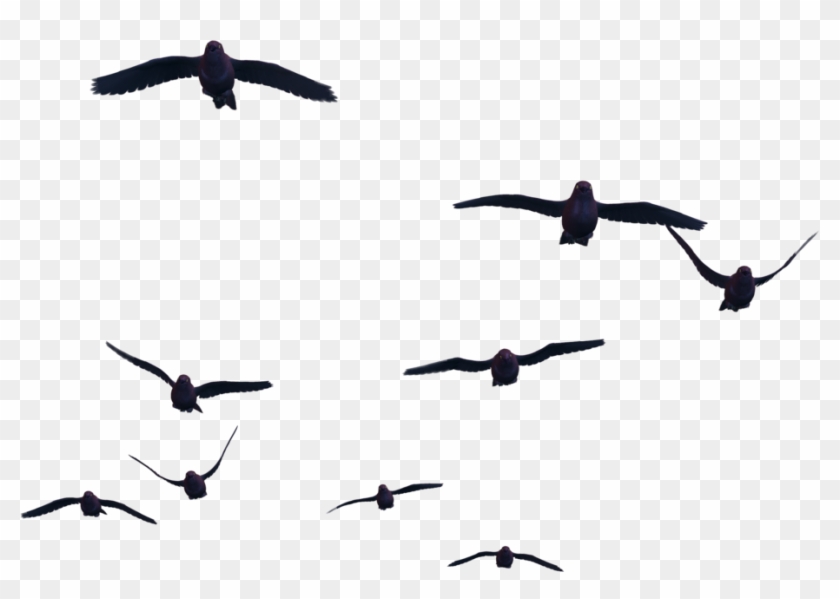 Bird Flight Clip Art - Flying Bird Png #1288479