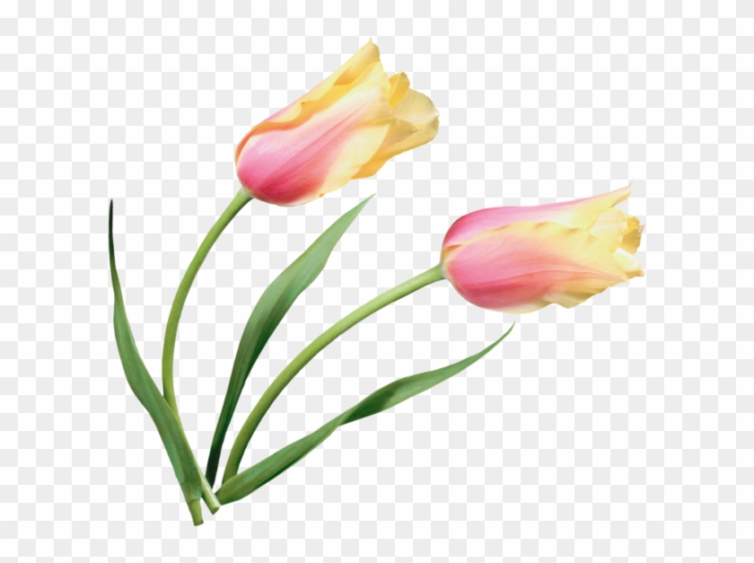 Tulip Flower Painting Clip Art - Clip Art #1288824