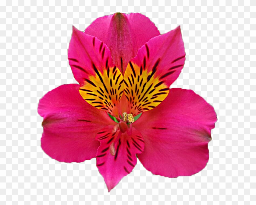 Peruvian Lily #1289081