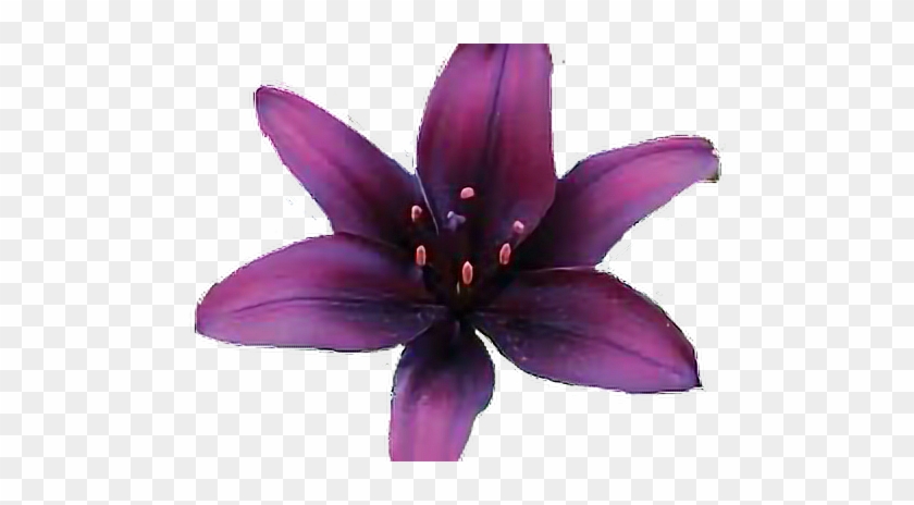Dark Purple Lily Flowers #1289084