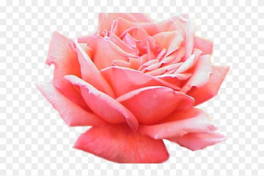 Pink Rose Clipart Bunga Ros - Pink Roses Transparent Background #1289110