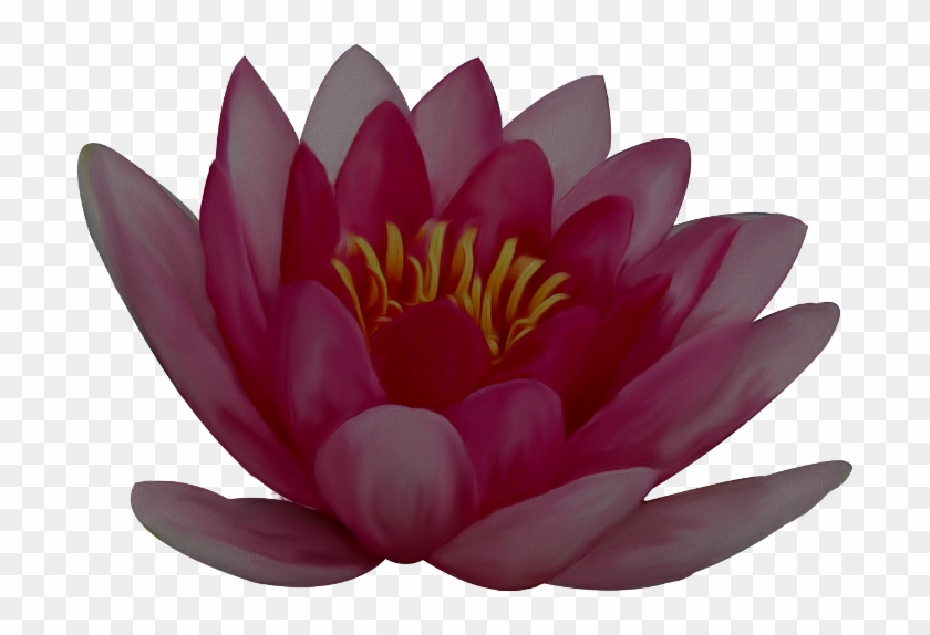 0 12326c 7e9ce5db Orig - Sacred Lotus #1289112