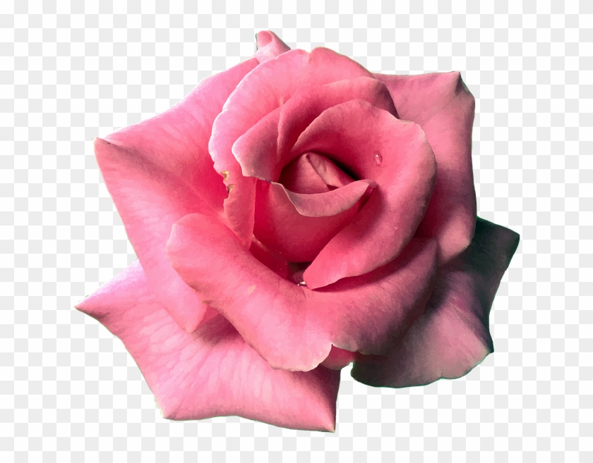 Flower, Rose, Pink, Bloom, Blossom, Nature, Plant - Video #1289114