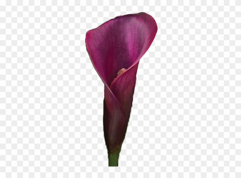 Calla Lily Colors 11 Meaning Of Calla Lily Colors - Devil's Tongue #1289116