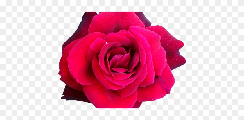 Fleur Rose Rose Lily Rose Fleuriste - Hybrid Tea Rose #1289117