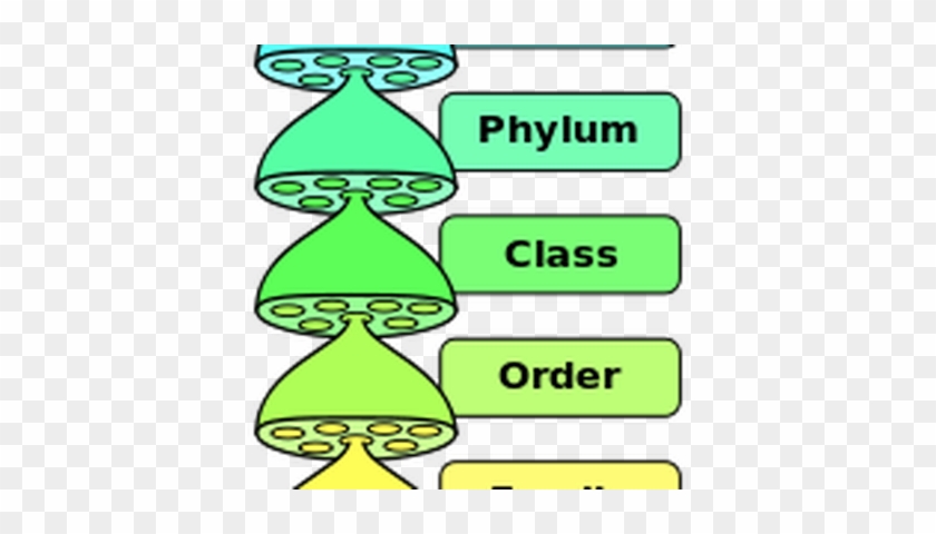 Ib Biology - Topic 5 - Classification - Classification Of Living Things #1289118