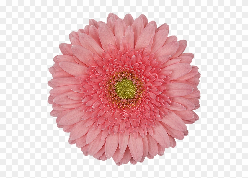 Pink Power® - Flower Render #1289197