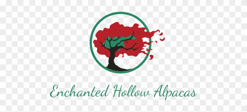 Enchanted Hollow Alpacas Is A Alpaca Farm Located In - Bible Baptist Church Mauston Wi #1290950