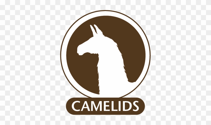 Monoclonal Antibodies For Use In Camelids - Circle Divided Into Sixths #1290957