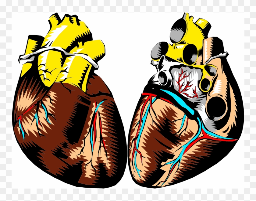 Medium Image - Human Heart #1291233