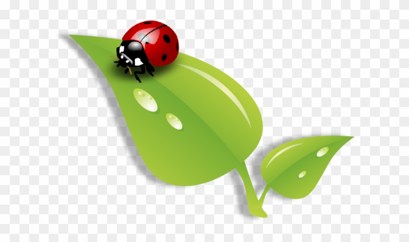 Ladybug Na Folha Ladybug On Lea - Ladybug On Leaf Png #1291309
