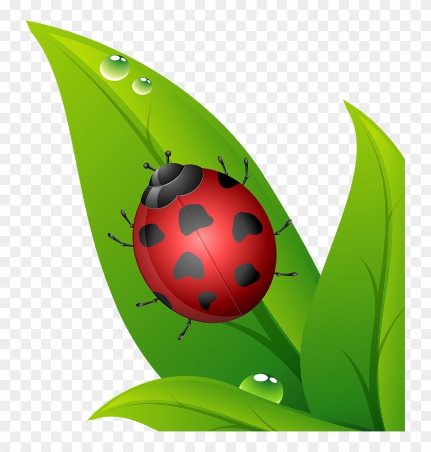 Joaninhas Em Png - Ladybird Beetle #1291318
