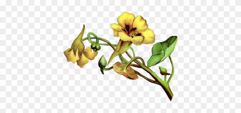 Vintage Flower Border Png Vintage Flowers[imagem Png] - Yellow Bell Flower Clipart #1291398