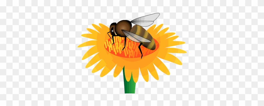 Bee On Flower - Bee And Flower Gif #1291768