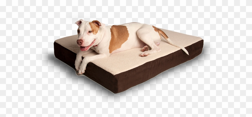 Dog On A Bed - 壊れ ない 犬 の ベッド #1292625