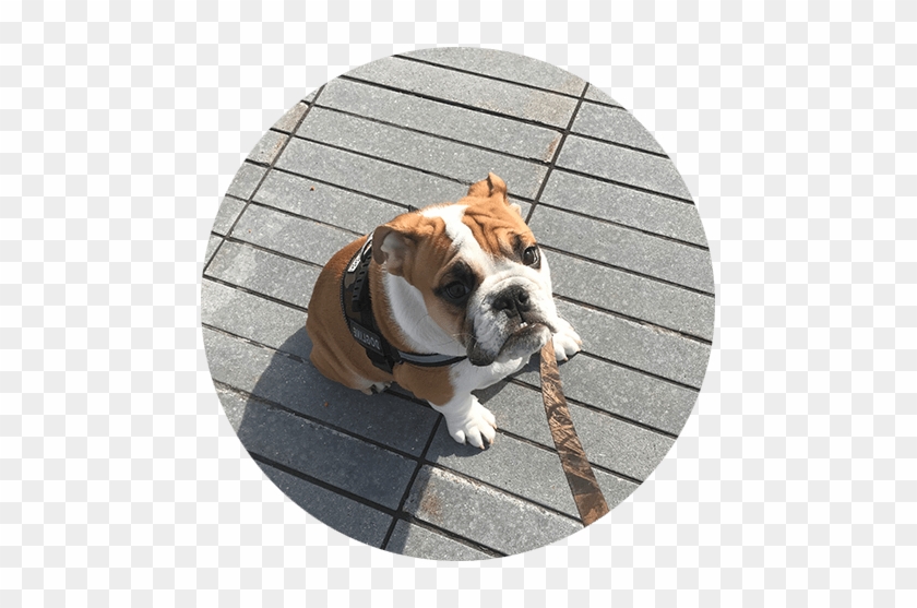 Initial Consult Dog Sitting Dog Boarding Weehawken - Pet Sitting #1292632