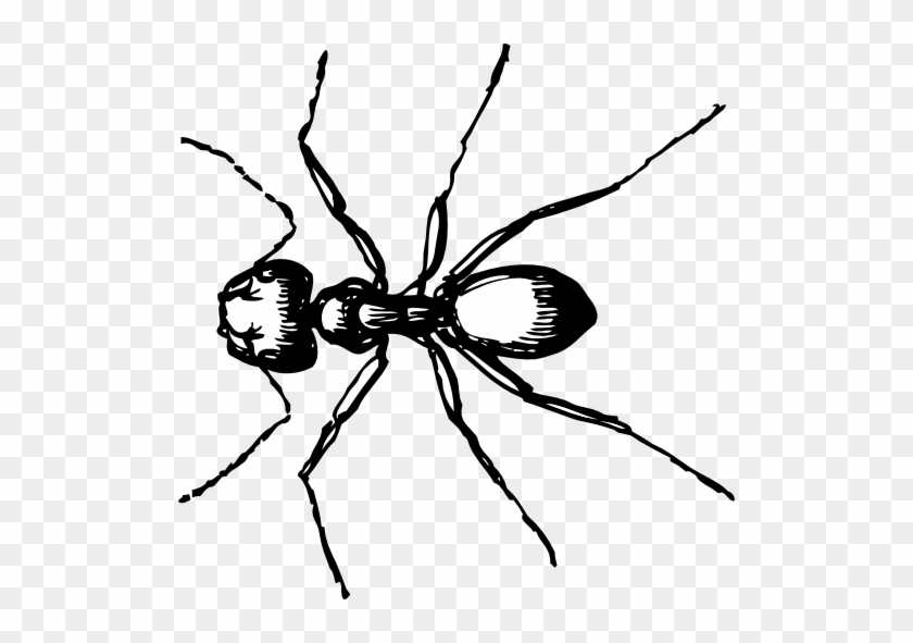 Ant Clip Art #1292992