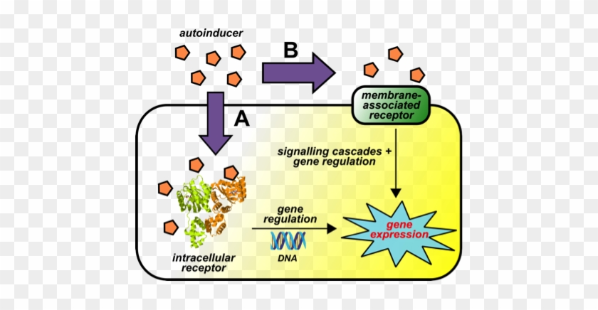 Schematic Of The Qs Process In Bacteria - Bacteria #1293199