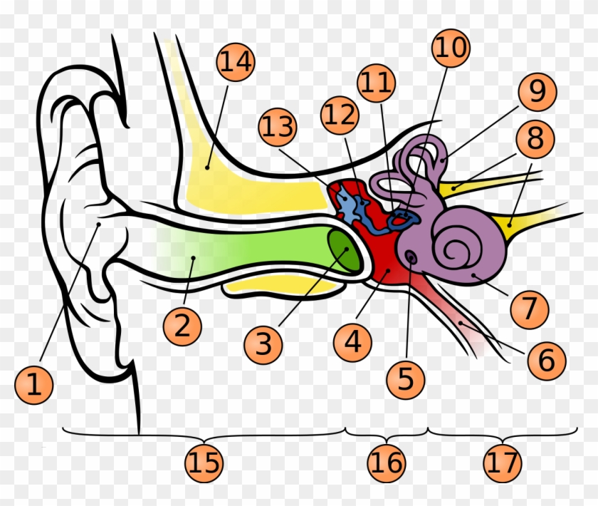 Anatomy Of The Human Ear-number - Anatomy Of The Human Ear #1293234