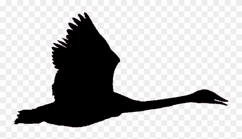 Wf1 Quiz Photo 1-13 - Black Swan Flying Png #1293344