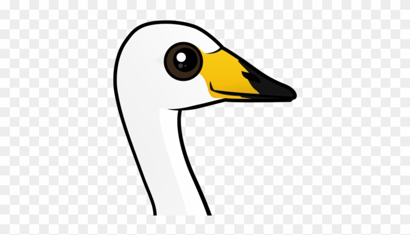 About The Whooper Swan - About The Whooper Swan #1293347