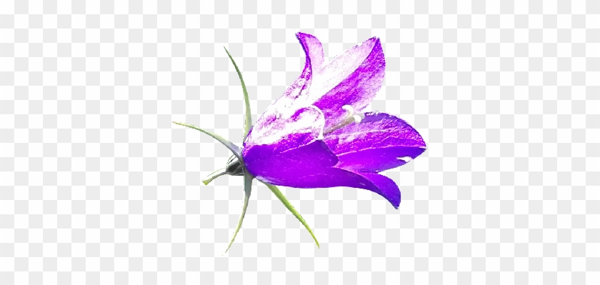 Purple Bellflower Png - Harebell #1294097