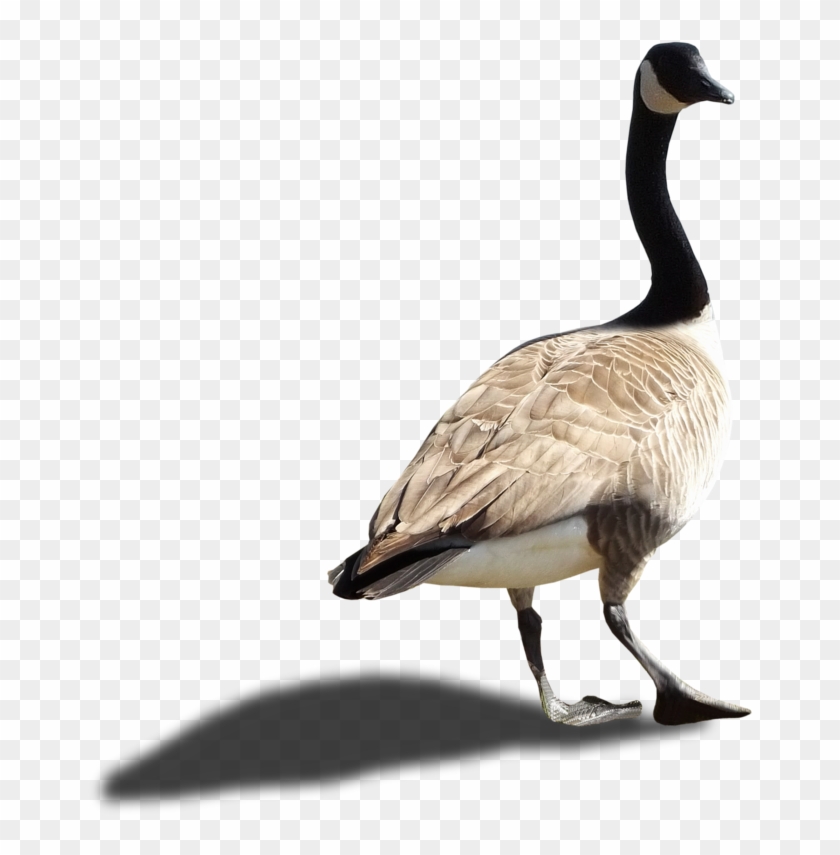 Animals - Canadian Goose No Background #1295142